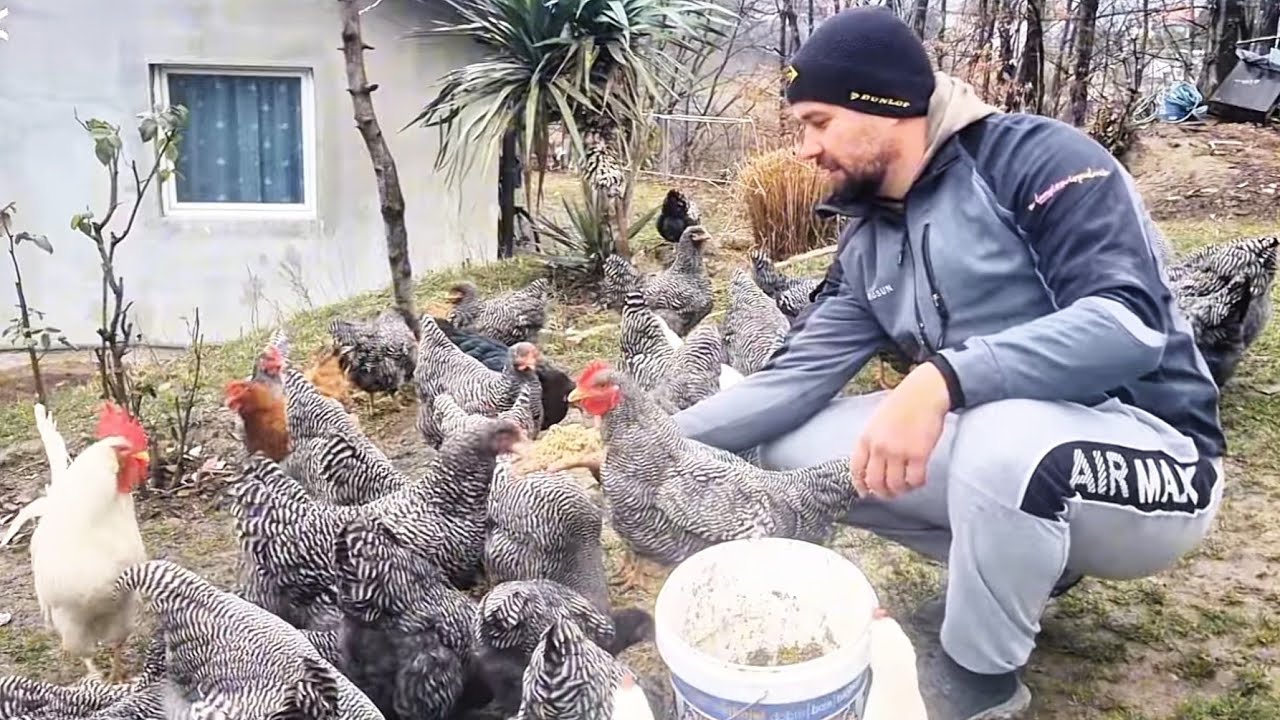 Koke ne nose jaja zimi? -  Kako ih hraniti da nose svaki dan! | Hrana za Domaća Jaja! 