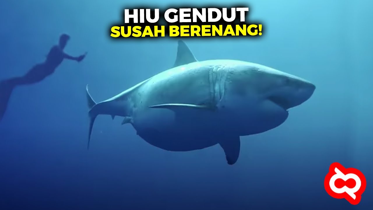 Hiu Penguasa Laut  Terlihat Lucu Inilah Hewan  Buas  yang 