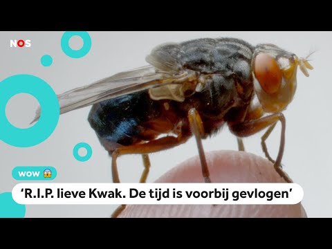 Video: Wat is het punt van vonk?