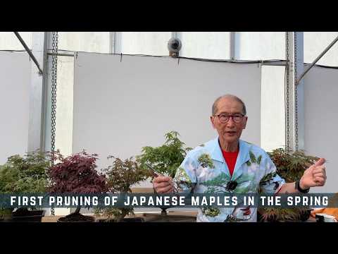 Uploads from Herons Bonsai - YouTube