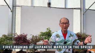 First Pruning of Japanese Maples in Spring