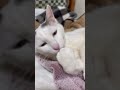 狙ったおもちゃ逃がさない猫のマロちゃん #猫のいる暮らし #ねこのいる生活