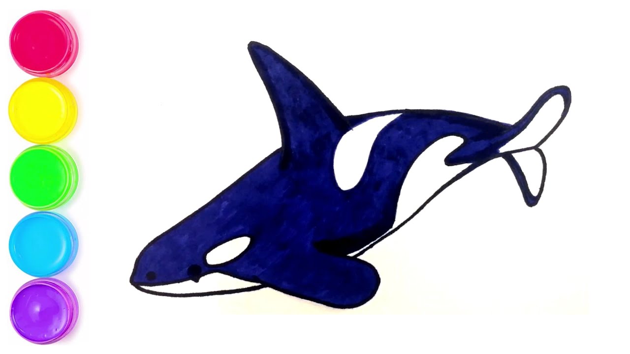 怎样画虎鲸How to draw killer whales? #draw #Painting #coloring #funkeepart  #суретсалу #түстер #суретбояу