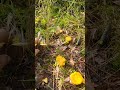 Лисички #mushroom #nature #forest #грибы #лисичка #тихая_охота #грибнойсезон #fishing #лес #природа