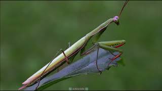 Mantis Religiosa
