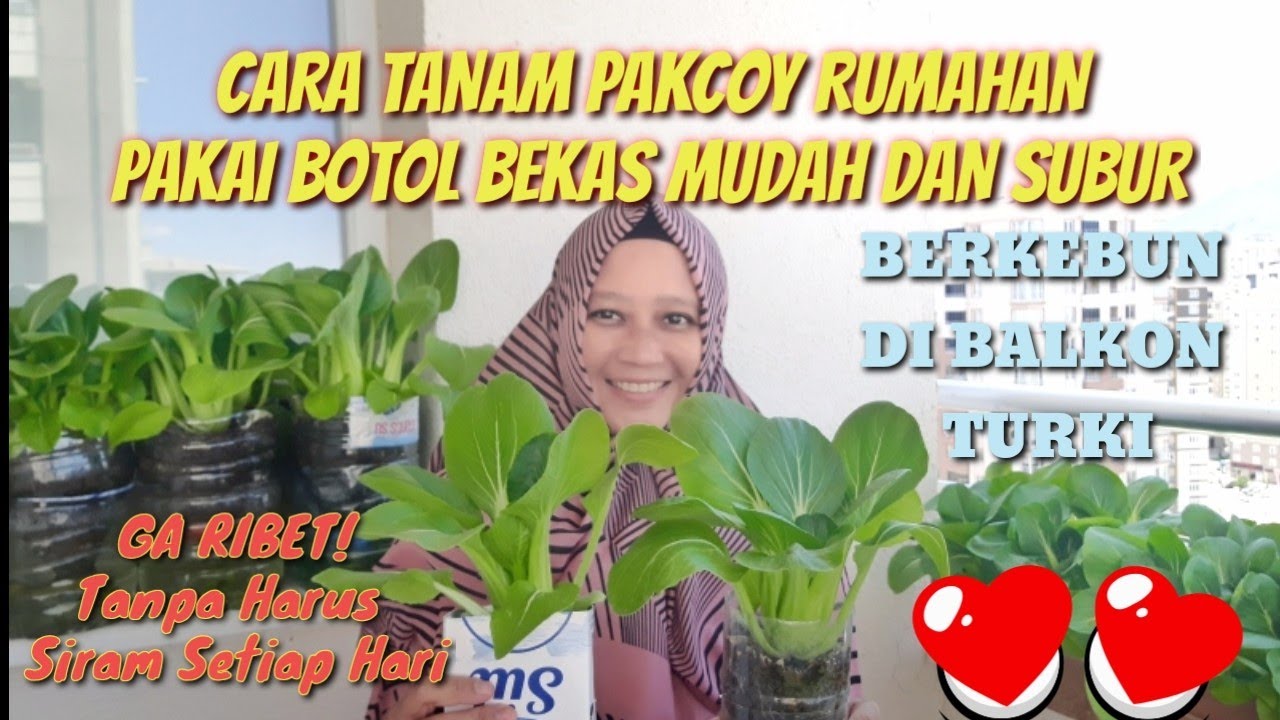 CARA MUDAH MENANAM PAKCOY DI RUMAH DENGAN BOTOL BEKAS TUMBUH SUBUR