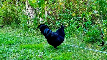 Following Mr. Cemong - Cemani Qaib Hmoob
