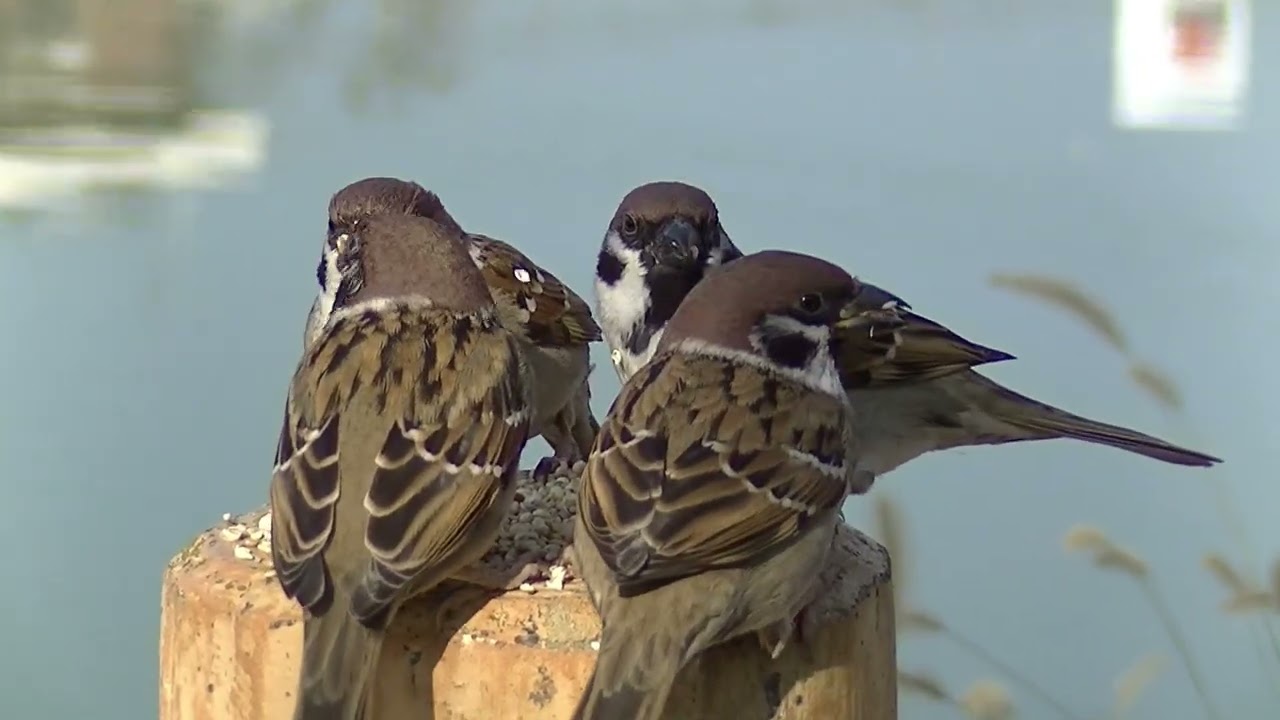 支柱の餌場に飛んで来る雀達 20260117（天満宮）