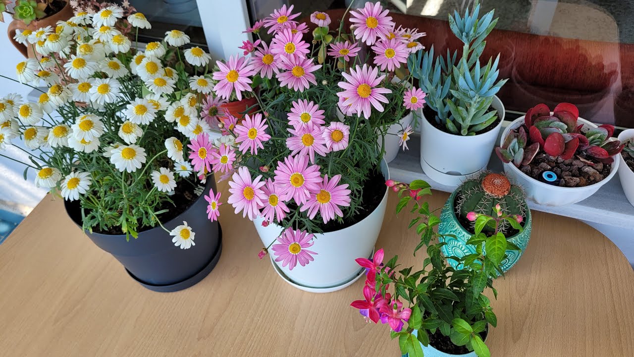 Çeşme Papatyası Bakımı