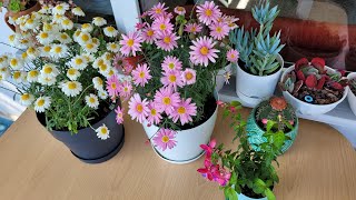 Çeşme Papatyası Bakımı