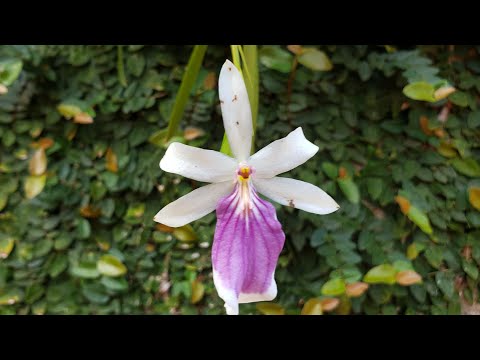 Manchas nas flores das orquídeas