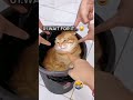 RANKING THE FUNNIEST CAT MOMENTS EVER 😂🐱 (YOU WON’T STOP LAUGHING!) #funny
