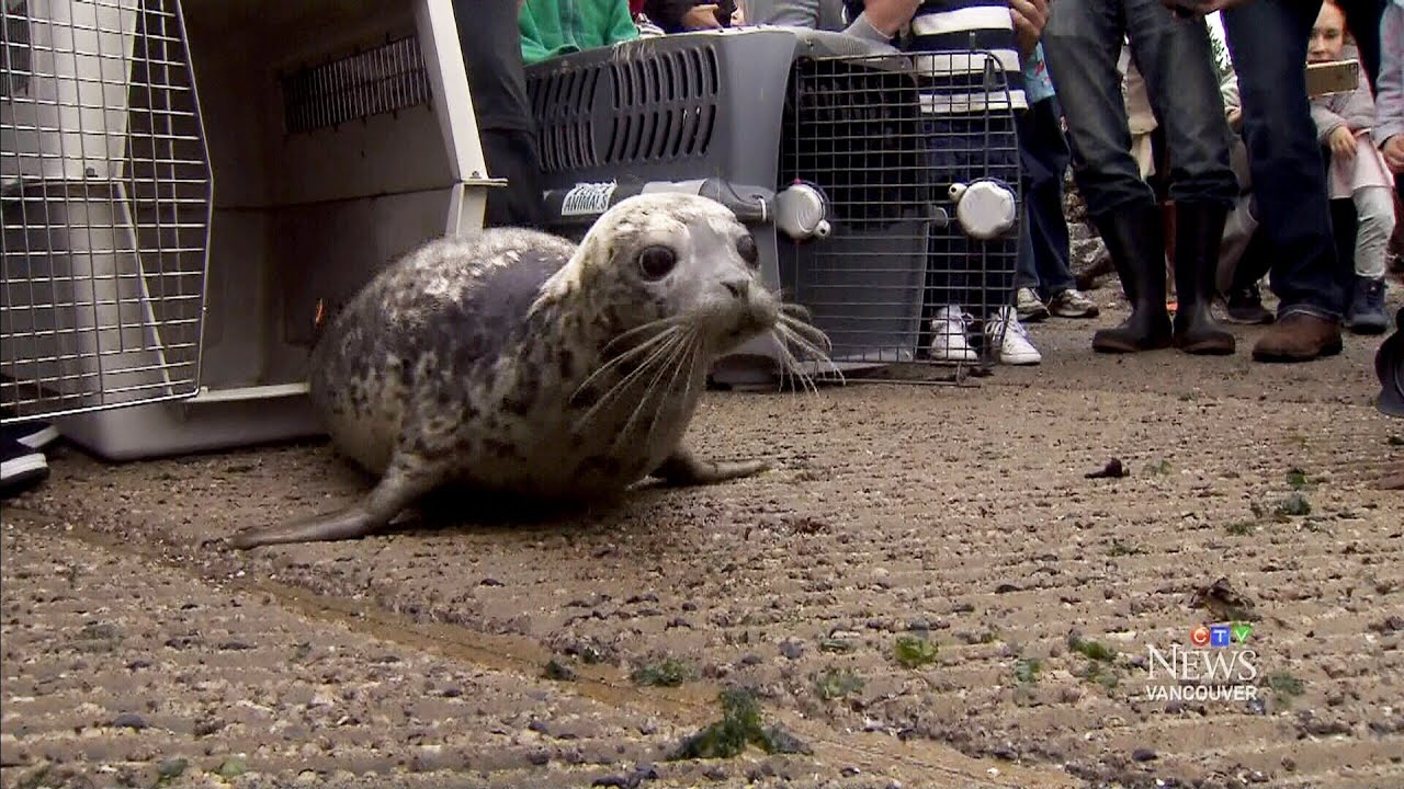 Into the wild Dozen orphaned seal pups released back to sea YouTube