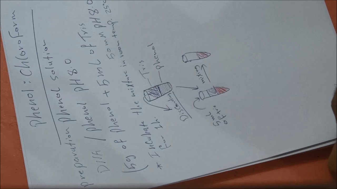 DNA extraction by phenol-chloroform - YouTube