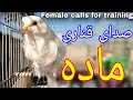صدای قناری ماده برای مستی نر قناری Female Canary Training Song For Male 