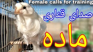 صدای قناری ماده برای مستی نر قناری | Female canary training song for male