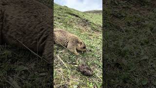 IMG 6803