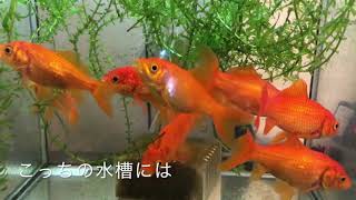 和金お祭り金魚を年間飼い続けたらこうなった。