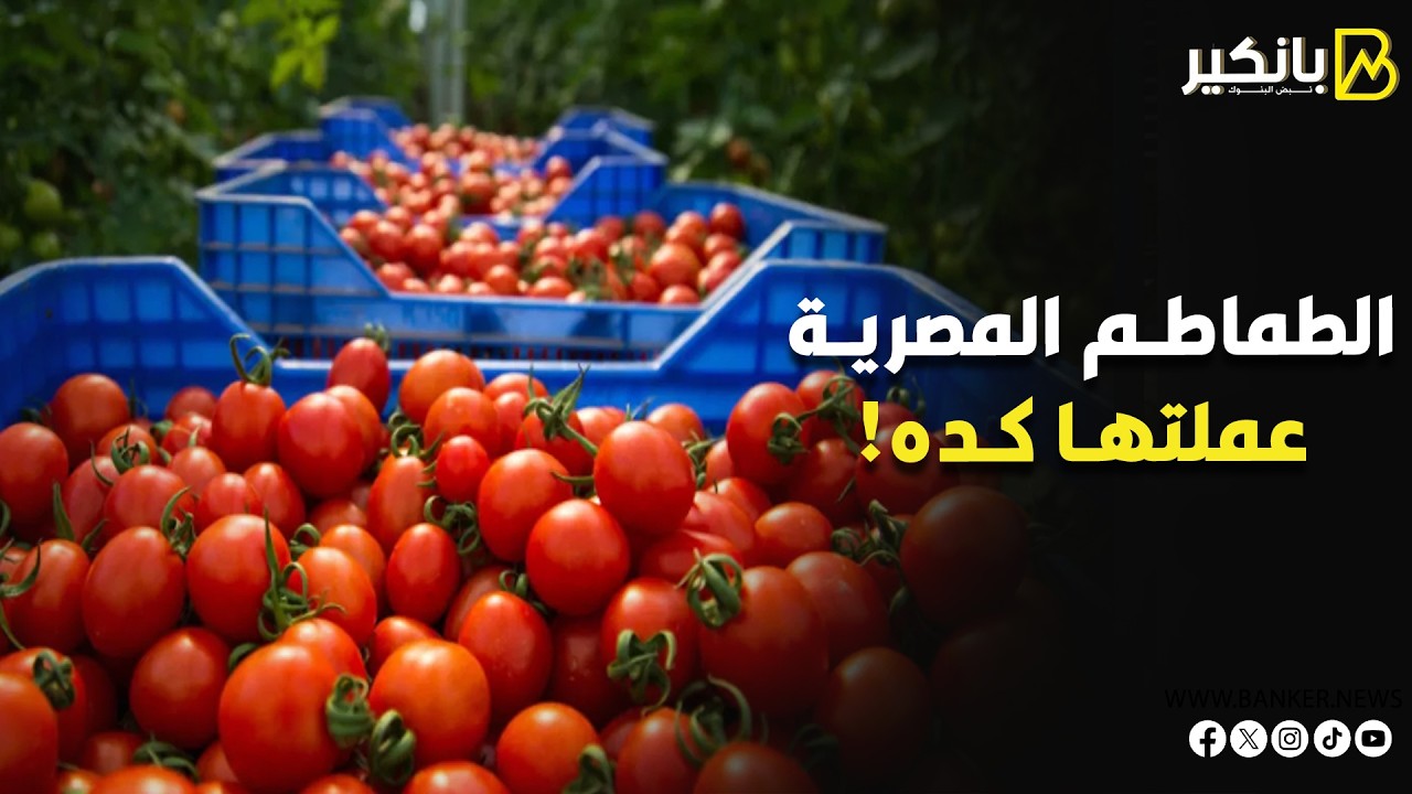 محصول الملايين.. سر 