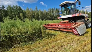 Сеяли овёс - выросла лебеда! Что-то новое в кормозаготовке. Дон 680М не хочет косить. За Русь!