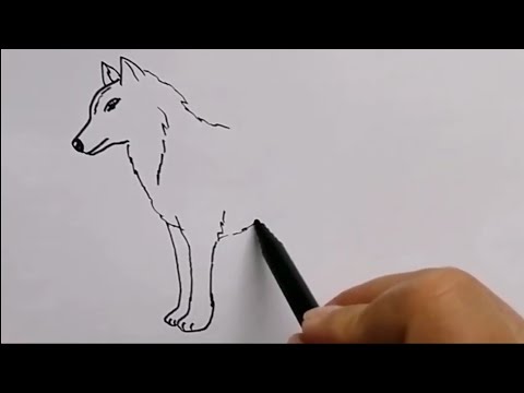Kurt çizimi / How to draw a wolf / Hayvan çizimleri