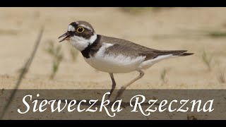 Sieweczka rzeczna  Charadrius dubius