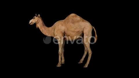 Camel Idle | Motion Graphics - Videohive template