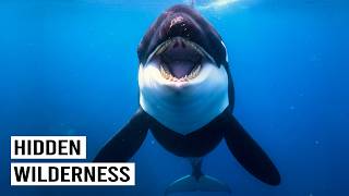 SEA OF CORTEZ | The Most Diverse Habitat on Earth?