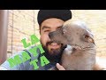 CUIDADO DE LA PIEL DE MIS XOLOITZCUINTLES - LIJA Y MAYA の動画、YouTube動画。