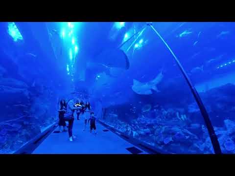 Exploring Dubai Aquarium at Dubai Mall