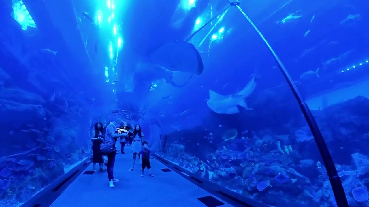 dubai mall aquarium tunnel