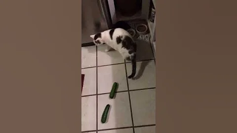My Cat Isn't Startled by Cucumbers
