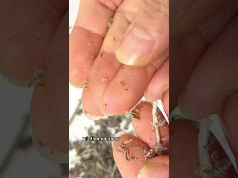ვიდეო: ლავანდის თესლის გამრავლება: თესლიდან ლავანდის მცენარეების გაზრდა