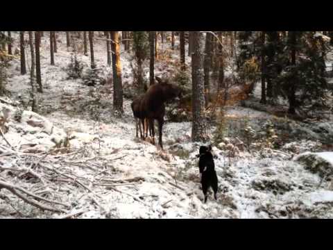 Video: Karelsk birk - fantastisk trætekstur
