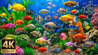 Explore Vibrant Sea Life 4K ULTRA HD 🐟 Beautiful Fish & Gentle Piano for Rest and Deep Sleep screenshot 4