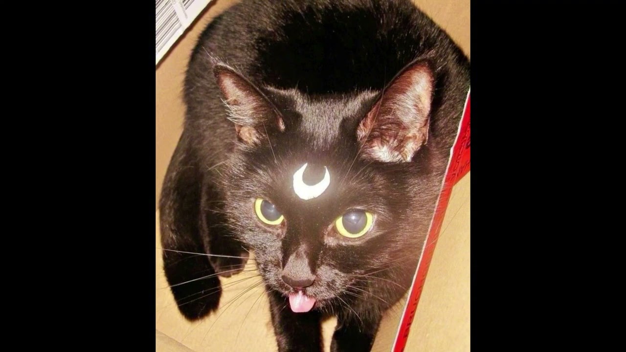 [free for profit] nine vicious x patrick type beat 'trip'