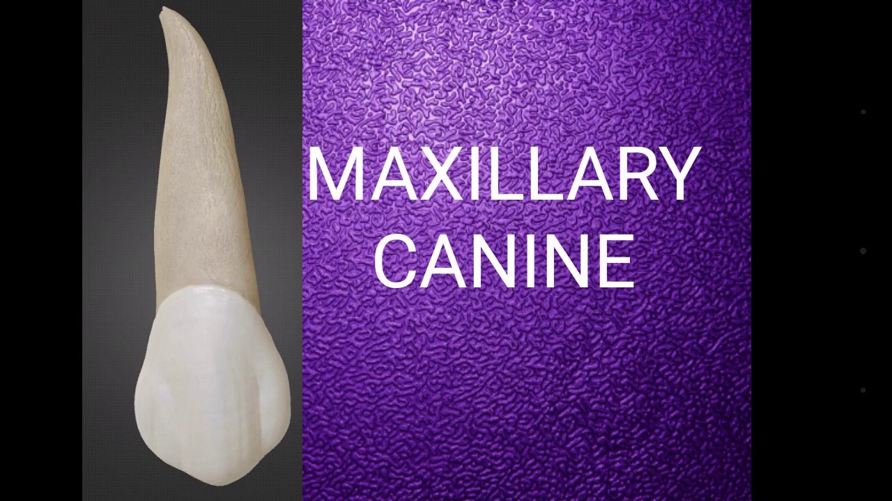 Maxillary Canine Anatomy