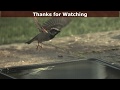 Super Slow Motion Birds in Flight - Goldfinch, Blue Tit, Sparrow and  Starling on IX Camera