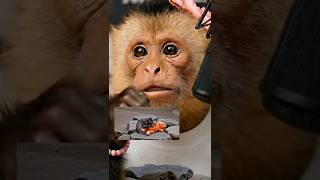 MONO KIBO y la historia del MACACO PUNCH🐒 ASMR Relajante (Final Feliz)