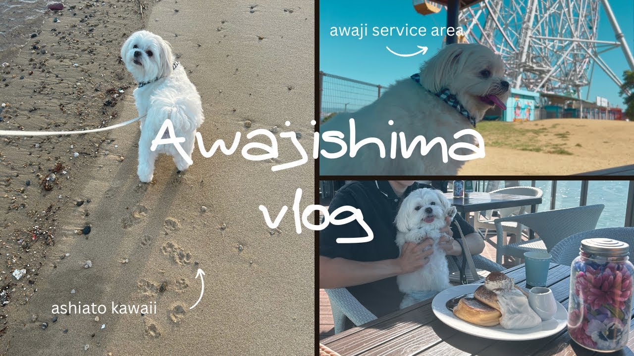 淡路島満喫する犬のvlog