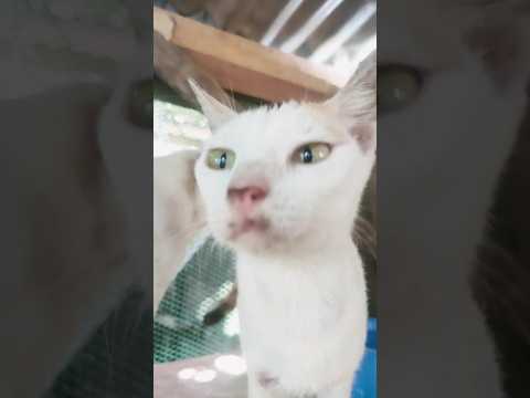 my serious cat is so cute 😁 #cat #shortsfeed #trending #viralvideo #catvideos #catshorts