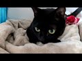 【猫のふみふみ】３歳になって今更『ふみふみ』を知った黒猫【黒猫ロコちゃん】