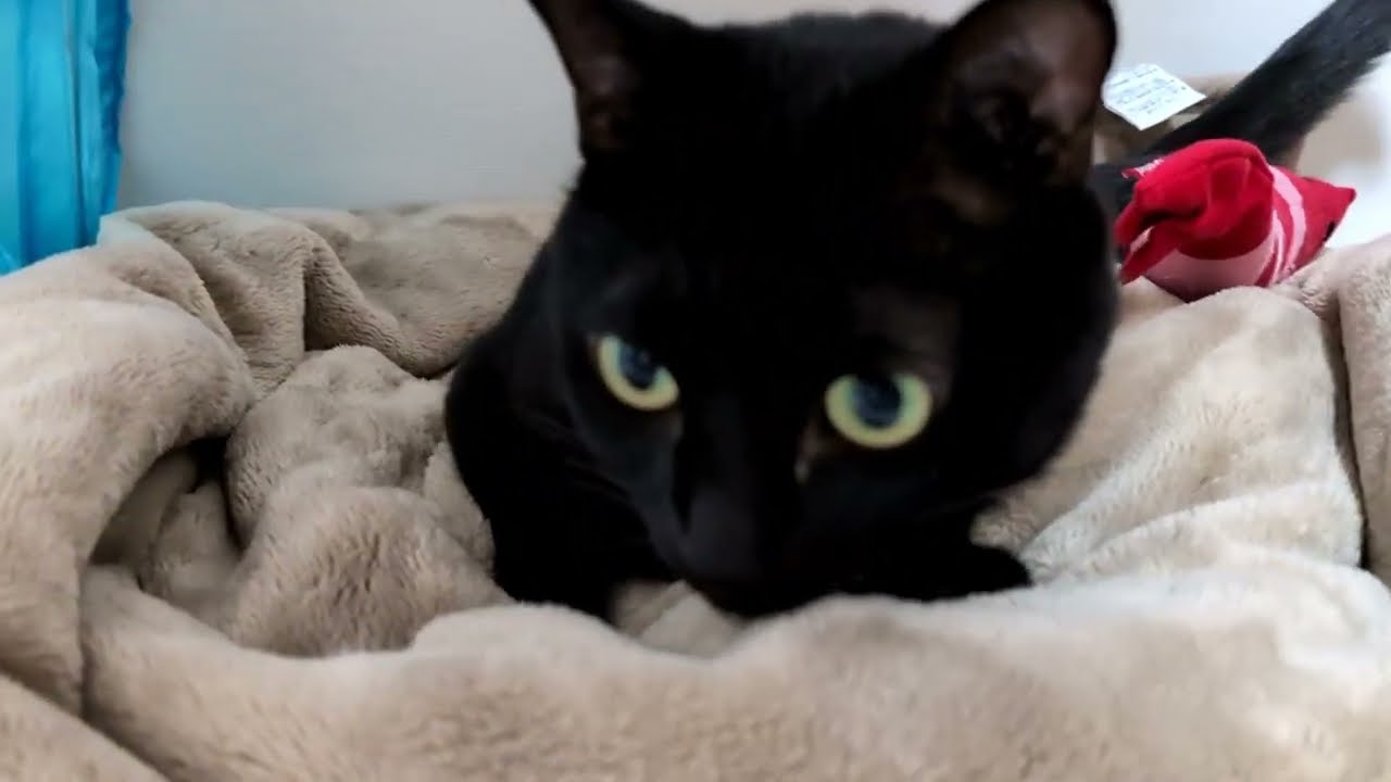 【猫のふみふみ】３歳になって今更『ふみふみ』を知った黒猫【黒猫ロコちゃん】