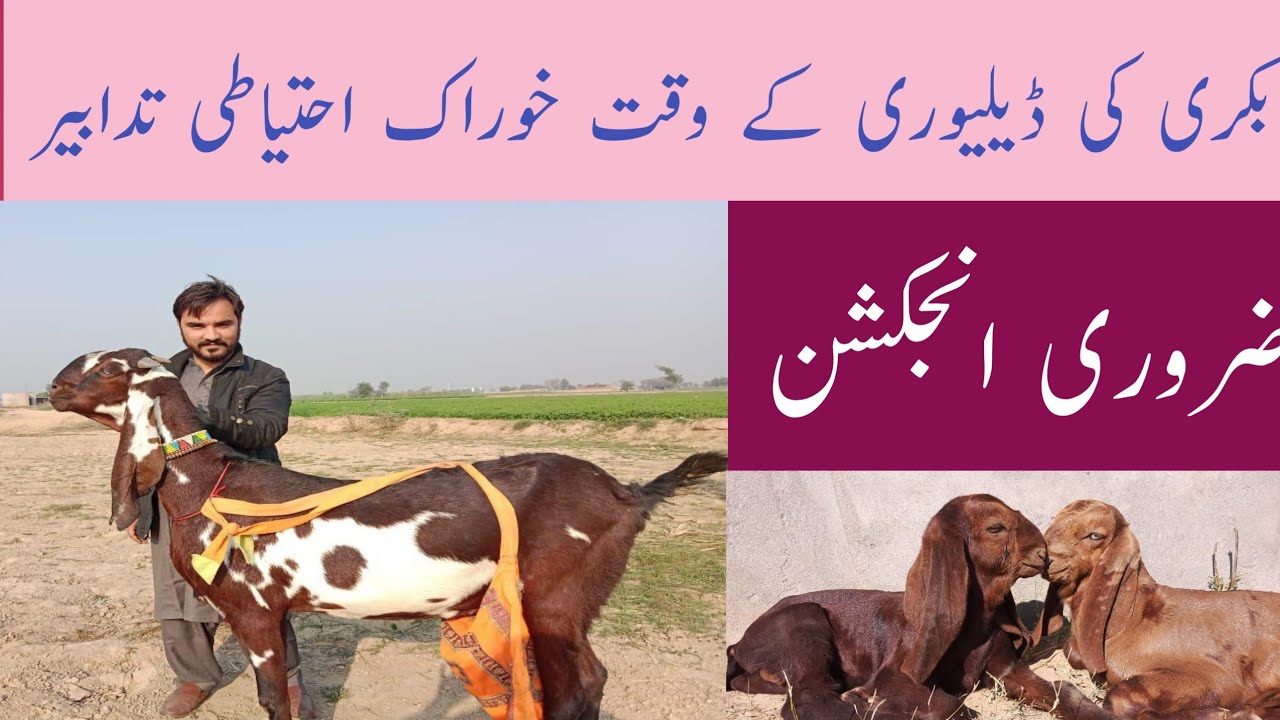 goat delivery |بکری کی ڈیلیوری کے مسائل|