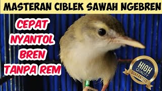 MASTERAN CIBLEK SAWAH GACOR NGEBREN SPEED RAPAT EFEKTIF CEPAT NYANTOL