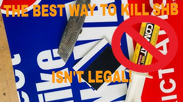 Best Way to Kill Small Hive Beetles, Is Illegal!
