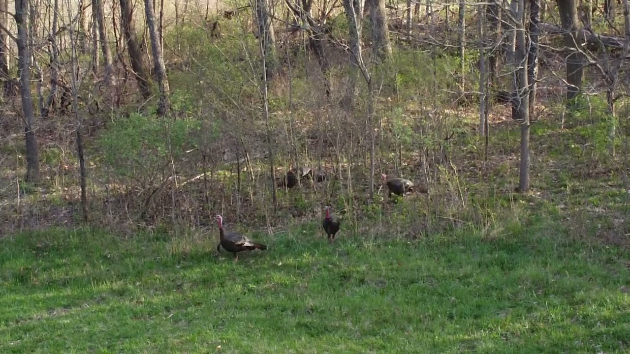 Pre Season turkey scouting with drone