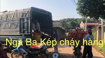 Giá vải Lục Ngạn-Bắc Giang có thể tăng mạnh trong những ngày tới 1/6/2023.