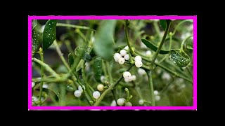 Heilmethode Was Steckt Hinter Der Misteltherapie?