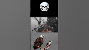Peregrine falcon and bald eagle #trending #peregrinefalcon #baldeagle #ospreys #birds #animals